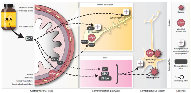 Schematic representation of potential neuroprotective pathways for DHA in the ENS. Illustration depicting a proposed model for DHA-mediated enteric neuroprotection in the Thy1-αSyn mouse model. Abbreviations: DHA, docosahexaenoic acid; DHEA, docosahexaenoyl ethanolamide; GLP-1, glucagon-like peptide-1; GPR120, G-protein coupled receptor 120; Nrf2, nuclear (erythroid-2) related factor-2; TH, tyrosine hydroxylase.