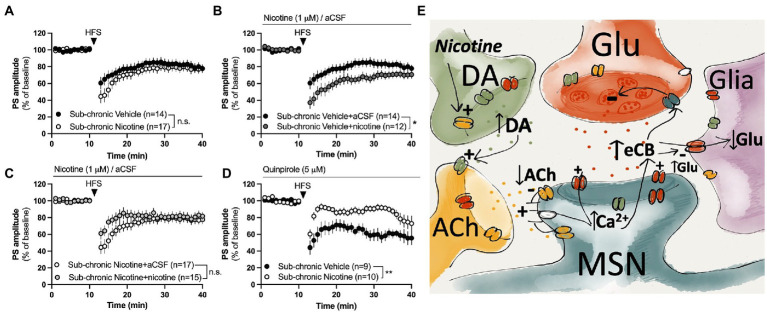 Nicotine or dopamine D2 receptor activation does not facilitate LTD in slices from female rats receiving sub-chronic nicotine treatment. (A) HFS-LTD was not significantly modulated during acute withdrawal (2–7 days) after the last nicotine exposure. (B,C) Bath perfusion of nicotine facilitated HFS-LTD in slices from vehicle-treated rats but not from nicotine-treated rats. (D) The dopamine D2 receptor agonist quinpirole selectively facilitated HFS-LTD in slices from vehicle-treated rats. (E) Simplified schematic drawing depicting putative signaling pathways that nicotine may recruit to modulate neurotransmission and HFS-LTD in the DLS. Acute administration of nicotine may weakly stimulate eCB production and release by activating nAChRs located on dopaminergic terminals, thereby increasing the inhibitory tone by dopamine on cholinergic neurons. Reduced cholinergic tone relieves the inhibition of L-type calcium channels (Wang et al., 2006), thereby facilitating calcium influx and eCB production in MSNs. When nicotine is combined with HFS, eCB signaling is potentiated compared to HFS alone, thereby leading to a more robust depression of PS amplitude. Following sub-chronic nicotine exposure, however, the regulatory role of dopamine D2 receptors appears to be altered. Endocannabinoids may also reduce glutamate uptake (Brown et al., 2003), thereby increasing extrasynaptic glutamate levels and further promoting eCB signaling and synaptic depression. Data are mean values ± SEM. n = number of slices, taken from at least three animals. *p < 0.05, **p < 0.01.