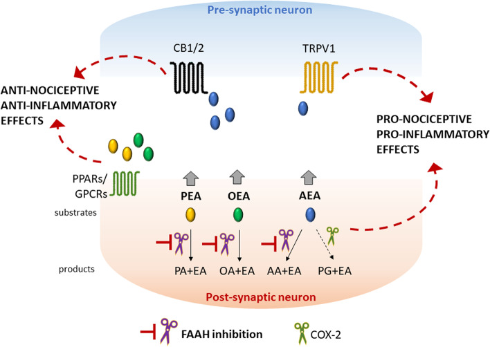 Substrates and products of FAAH with their putative biological functions. The substrates of FAAH enzyme are bioactive amides like AEA, PEA and OEA; for example, AEA is hydrolyzed by FAAH into AA and EA. Inhibition of FAAH leads to an increase of these amides, whose function is to promote anti-nociceptive and anti-inflammatory effects through the activation of CB1/2, PPARs and GPCRs receptors. It must be however noted that, in certain circumstances, AEA can also act on TRPV1 channels causing pro-nociceptive effects. In addition, a small amount of AEA may be metabolized also by COX-2, leading to an increase in pro-inflammatory prostaglandins. For a more comprehensive and detailed description of the endocannabinoids and related lipids metabolism and biological functions, refer to [31, 32, 36]. AA = arachidonic acid; AEA = anandamide; CB1/2 = cannabinoid receptors 1 and 2; COX-2 = cyclooxygenase-2; EA = ethanolamine; FAAH = fatty acid amide hydrolase; Gly = glycerol; GPCRs = G-protein-coupled receptors; OA = oleic acid; OEA = oleoylethanolamide; PA = palmitic acid; PEA = palmitoylethanolamide; PG = prostaglandin; PPARs = peroxisome proliferator-activated receptors; TRPV1 = transient receptor potential cation channel subfamily V member 1