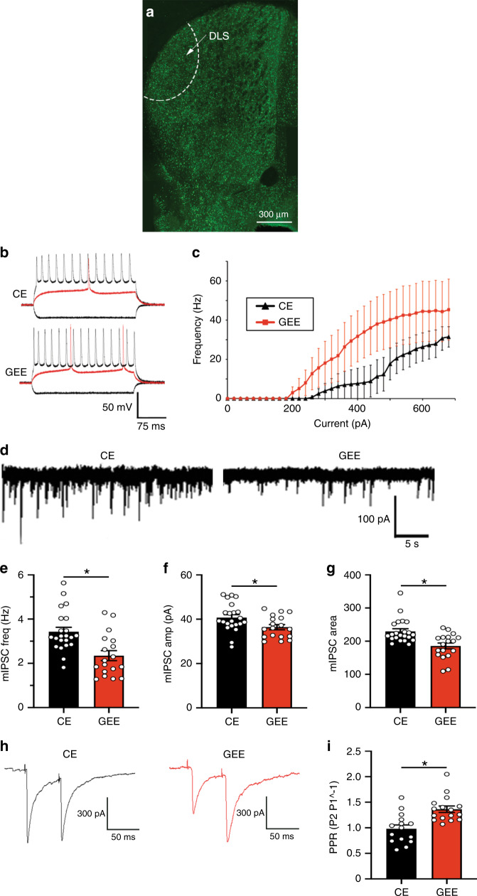 GEE increases MSN excitability and decreases GABAergic transmission onto DLS MSNs.a GAD65-GFP slice with the DLS demarcated. b Response of MSNs to hyperpolarizing (bottom black), just suprathreshold (middle red), and strongly depolarizing (top black) currents from CE (top), injected current = −400, +300, and +600 pA, respectively, and GEE (bottom) current = −400, +220 and +600 pA, respectively. c Current-AP frequency relationship shows an increase in the max frequency of AP in GEE compared to CE. d Representative mIPSCs recorded from CE and GEE MSNs. Graphs showing that mIPSC e frequency, f amplitude, and g area are decreased in GEE compared to CE. h Representative paired-pulse traces from CEE and GEE DLS-MSNs. i Paired-pulse ratio of DLS-MSNs recorded from CE and GEE mice with interstimulus interval of 50 ms. Error bars equal ± SEM, *t-test = p < 0.05.