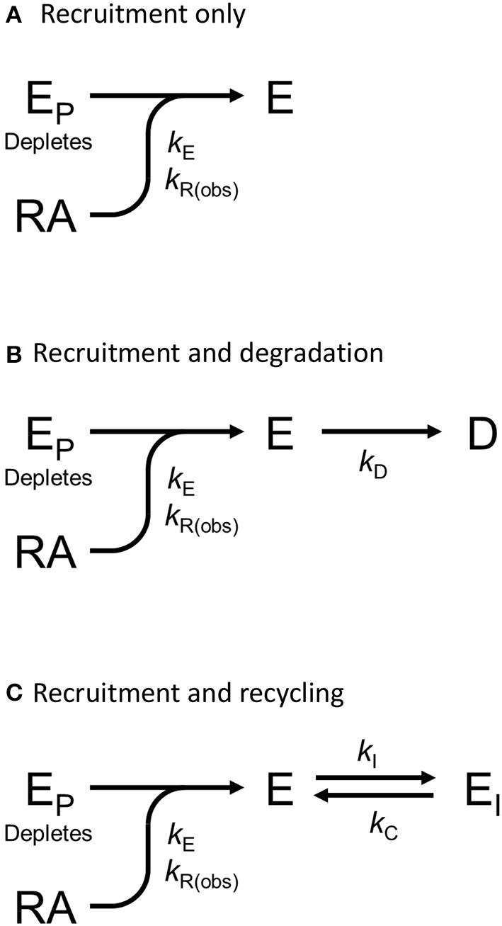 Mechanism schemes used to formulate the arrestin recruitment equations. Simplified pharmacological models of arrestin recruitment and subsequent regulation steps were formulated for analyzing the arrestin waveform data, to evaluate the mechanism in operation and to enable estimation of the macroscopic rates of the processes. These models employ a previously-published conceptual framework (Hoare et al., 2018, 2020b). (A) Arrestin recruitment model. EP is free arrestin, E is arrestin bound to the receptor, RA is the receptor bound by the agonist, and kE the microscopic rate constant for arrestin binding to the receptor. kR(obs) is the observed rate of arrestin recruitment (equal to kE multiplied by the agonist-occupied receptor concentration). (B) Arrestin recruitment and degradation pathway model. Following recruitment, the complex is degraded, represented by formation of the degraded product D, defined by the rate constant kD. (C) Arrestin recruitment and recycling pathway model. Here the complex breaks down, represented by formation of EI, governed by the rate constant kI. The complex can then recycle, governed by the rate constant kC.