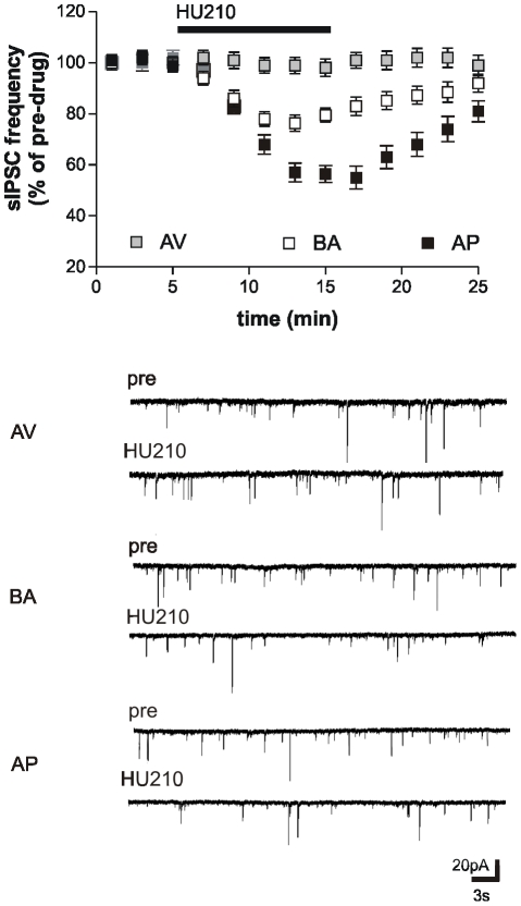 Responses of striatal neurons of avoiding (AV), balancing (BA), and approaching (AP) animals.The graph shows that the sIPSC frequency reduction induced by cannabinoid CB1 receptor agonist HU210 in the BA was potentiated in the AP and abolished in neurons from the AV animals. The electrophysiological traces on the bottom are examples of voltage-clamp recordings before and during the application of HU210 in AV, BA, and AP animals.