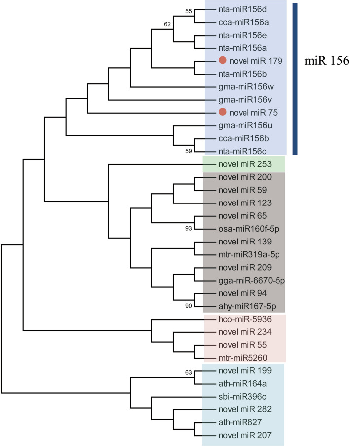 miRNA clustering using the neighbour-joining method.