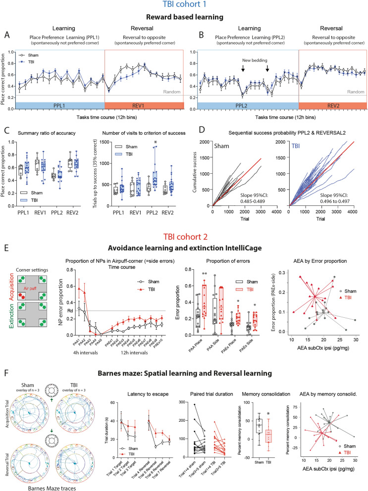 Learning and memory of TBI versus sham mice in reward- and avoidance-based tasks. (A,B) Time courses of the proportion of correct corner visits during place preference learning and reversal learning tasks in TBI/sham cohort-1. During the learning period (PPL1, PPL2) mice had to prefer a spontaneously infrequently used corner (more difficult), the Reversal (REV1, REV2) switched the rewarding corner to the opposite side to a spontaneously preferred corner. The expected random correctness is 0.25. The time courses did not differ between groups (2-way ANOVA). The samples sizes were n = 10 sham, n = 21 TBI. One and two animals respectively dropped out during PPL1 or REV1 because of general health problems. (C) Box/scatter plots showing the individual's mean proportion of correctness and number of trials needed to reach the criterion of success during the place preference learning (PPL1, PLL2) and reversal learning (REV1, REV2) tasks of TBI/sham mice of cohort-1. Sample sizes as in (A,B). The box shows the interquartile range, the line is the median, the whiskers show minimum to maximum, dots are individual mice. During PPL2, olfactory cues were removed twice by changing the bedding material (time points indicated in B). Correctness dropped similarly in both groups, but TBI mice needed more trials to success during this period. The criterion of success was 35% correctness, i.e. 10% above random. Data were compared with 2-way ANOVA with the factors "group" and "task" and subsequent posthoc t test for each task using an adjustment of alpha according to Šidák, *P < 0.05. (D) Sequential success probability plots exemplarily shown for PPL2/REV2. The cumulative correct responses plotted versus trial number for each animal, and the steepness of the linear regression line (red) shows the learning velocity. The 95% confidence intervals did not overlap, suggesting faster learning of sham mice during this period in agreement with 2C. The plot reveals the hyperactivity of TBI mice. (E) Place avoidance acquisition (PAA) and extinction (PAEx) in TBI/sham cohort-2 using an airpuff punishment in one corner on both sides during acquisition, followed by a 24 h home cage interval, and no reinforcement during extinction except LED reminder (illustration left). Time courses show the means and SEM of n = 15 mice per group. The box/scatter plots show the individuals' mean proportion of place and side errors during the PAA and PAEx periods. "Place error" is a visit to the forbidden corner, and "Side error" is a nosepoke in the forbidden corner. Data were compared with 2-way ANOVA with the factors "group" and "task" and subsequent posthoc t test for each task using an adjustment of alpha according to Šidák, *P < 0.05, **P < 0.01. The right XY-scatter plot with centroid spikes shows the group separation based on AEA in subcortical ipsilateral brain tissue (AEA subCtx ipsi) versus side errors during extinction. There was no association of AEA by errors. (F) Barnes maze path tracks and learning behavior in TBI/sham cohort-2, late after surgery (5–6 months, n = 16 sham, n = 15 TBI). The left shows the superposition of path tracks of each three mice of the first learning trial and first reversal trial. The time courses of the latency to escape were similar at baseline and dropped in both groups, but dropped faster in sham mice than TBI mice. Hence, memory consolidation defined as percentage change of the escape latency of learnt trials (Trial 3, 5, 6) versus baseline trials (Trial 1, 4) was lower in TBI mice (2-sided unpaired t test, *P < 0.05). The right XY-scatter plot with centroid spikes shows the group separation based on AEA in subcortical ipsilateral brain tissue (AEA subCtx ipsi) versus memory consolidation. There was no association of AEA by memory consolidation. Data in (A–E) were analyzed with IntelliCage Plus software 2019 and FlowR 2017 (XBehavior; https://www.xbehavior.com/), exported as tab-separated txt files, imported in Microsoft Excel 2016, and Graphs were created with Graphpad Prism 8.4 (https://www.graphpad.com) and exported as emf. Barnes Maze behavior was analyzed with EthoVision XT (https://www.noldus.com) and exported to Excel. Spiked scatter plots in (E,F) were created in SPSS 25 (https://www.ibm.com/de) and exported as emf. Graphs were arranged and labeled in Adobe Illustrator CC2020 (https://www.adobe.com/de), and exported to TIFF format.