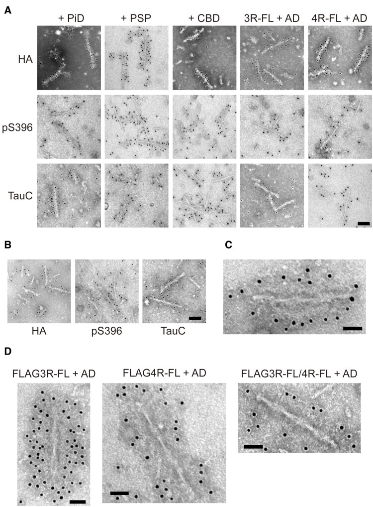 Electron microscopic analysis of insoluble fractions extracted from SH-SY5Y cells transfected with patient-derived tau strains. (A) Immunoelectron microscopy of sarkosyl-insoluble fractions extracted from transfected cells expressing HA-tagged human tau 3R1N or 4R1N with PiD-, PSP-, CBD- and AD-tau seeds. Electron micrographs show fibrous structures positive for anti-HA (top), pS396 (middle) and TauC (bottom) antibodies, that were labelled with secondary antibody conjugated to 10 nm gold particles. Scale bar = 100 nm. (B) Immunoelectron microscopy of sarkosyl-insoluble fractions extracted from transfected cells co-expressing HA-tagged human tau 3R1N and 4R1N with AD-tau seeds. Electron micrographs show fibrous structures positive for anti-HA antibody (left), pS396 antibody (middle) and TauC (right), that were labelled with the secondary antibody conjugated to 10 nm gold particles. Scale bar = 100 nm. (C) PHF-like tau filament positive for anti-HA antibody in sarkosyl-insoluble fractions extracted from transfected cells co-expressing HA-tagged human tau 3R1N and 4R1N with AD-tau seeds was labelled with secondary antibody conjugated to 10 nm gold particles. Scale bar = 50 nm. (D) Immunoelectron microscopy of sarkosyl-insoluble fractions extracted from transfected cells expressing FLAG-tagged human tau 3R1N (left), 4R1N (middle) and co-expressing FLAG-tagged human tau 3R1N and 4R1N (right) with AD-tau seeds. PHF-like tau structures positive for anti-FLAG antibody were labelled with secondary antibody conjugated to 10 nm gold particles. Scale bar = 50 nm.