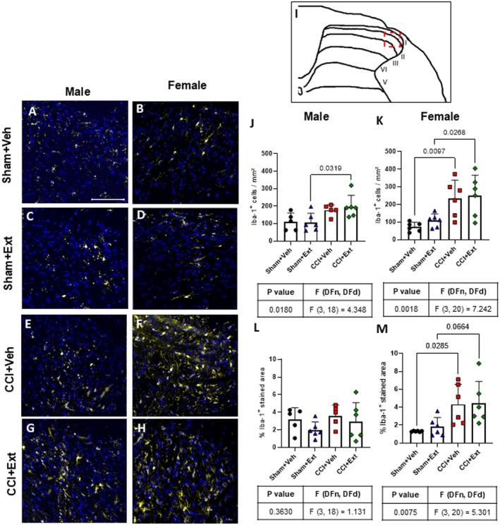 CCI increases microglial cell numbers in the dorsal spinal cord of female rats, without modulation by CBD‐enriched extract. Representative photomicrographs of males (A, C, E, G) and females (B, D, F, H), and an image of laminae I‐III of the ipsilateral spinal cord indicating the analysed region (red square) (I). Quantification of the number of Iba‐1 positive cells (J, K) and the percentage of the Iba‐1‐stained area (L, M) in male and female rats 22 days after surgery. Data were analysed using one‐way ANOVA followed by Šidák's post hoc test. Tables under each graph summarise p values, F values and degrees of freedom from ANOVA tests. Values are expressed as mean ± standard deviation; n = 5–6 animals per group. Scale bar = 100 μm.