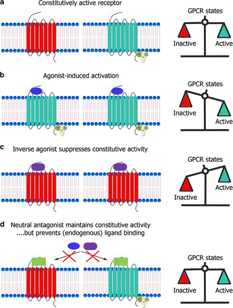 Constitutive GPCR activity and inverse agonism. (a) Although G-protein coupled receptors (GPCRs) will typically be in inactive conformations (red) in the absence of an (endogenous) ligand, some spontaneously adopt an active conformation (blue). The extent of this phenomenon makes up the constitutive activity of the receptor population, which is arbitrarily given as 50% (right) in this example purely for illustrative purposes. (b) Agonist (blue ellipse) binding to GPCRs shifts the balance toward more active GPCRs, whereas (c) an inverse agonists (purple rounded rectangle) shifts the balance towards more inactive receptors. The latter is achieved by a double action: (1) suppression of constitutive GPCR activity and (2) ‘antagonistic' prevention of GPCR activation by (endogenous) agonists. (d) In contrast, neutral antagonists (yellow squares) only prevent GPCR activation by (endogenous) agonists, leaving constitutive GPCR activation intact. Notably, neutral antagonists also prevent inverse agonists from suppressing constitutive GPCR activation.