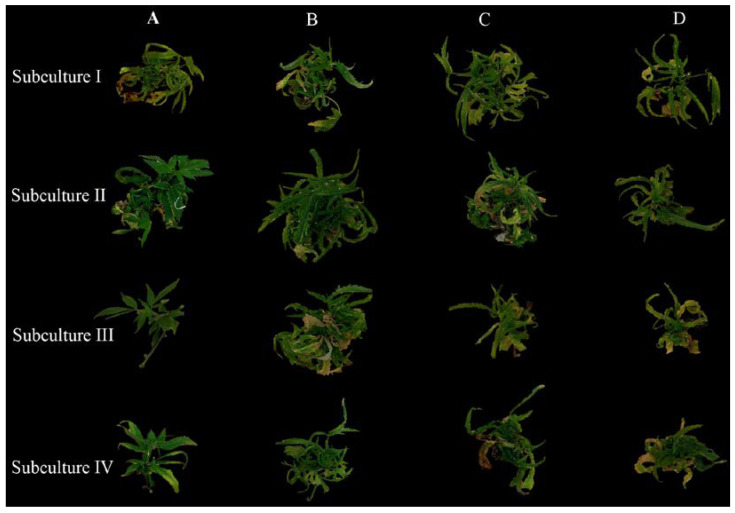 Effect of the source of explants and number of subcultures on in vitro multiplication of cannabis. The explants derived from the basal, near-basal, middle, and apical parts are respectively illustrated as A, B, C, and D.