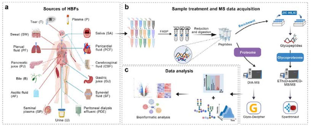 Schematic overview of the fifteen types of HBF samples, along with the corresponding sample treatment and data analysis workflow. (a) This panel outlines the sources of the fifteen HBFs investigated in this study. (b) The FASP method was employed for all the HBFs. The obtained peptides were analyzed via DIA-MS, whereas IGPs enriched by ZIC-HILIC were subjected to EThcD-sceHCD-MS/MS. (c) Bioinformatics pipelines were applied to facilitate data analysis and visualization of the results. Figure created with BioGDP (https://BioGDP.com).