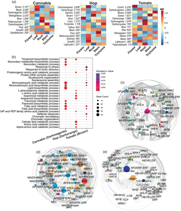 Weighted gene co‐expression network analysis (WGCNA) and glandular trichome (GT) gene regulatory networks.(a) Organ‐specific expression patterns of co‐expression modules identified by WGCNA across all three species. Eigengene expression (ME) of co‐expression modules averaged by organ are shown. Module colour and gene number are shown on the left. Asterisk (*) indicates anova P‐value <0.05 across organs (ME~organ), indicating significant organ‐specific expression patterns.(b) The top significantly enriched gene ontology (GO) terms (biological processes category; adjusted P‐value <0.05) associated with the main GT modules genes across the three species. Dot colour and size represent the significance and GeneRatio (proportion of genes in the enriched GO term out of the total annotated genes), respectively.(c) Cannabis, (d) hop and (e) tomato GTs gene regulatory networks. Transcription factors (TFs) and their target genes are represented by coloured and black nodes, respectively. Grey lines indicate the interactions (edges), and TF node size is proportional to the number of interactions. For cannabis and hop gene regulatory networks (GRNs), an edge weight cut‐off of 0.8 was applied and nodes having fewer than two interactions were excluded for ease of visualisation. For the tomato GRN, an edge weight cut‐off of 0.6 was applied and nodes having fewer than 15 interactions were excluded for ease of visualisation.