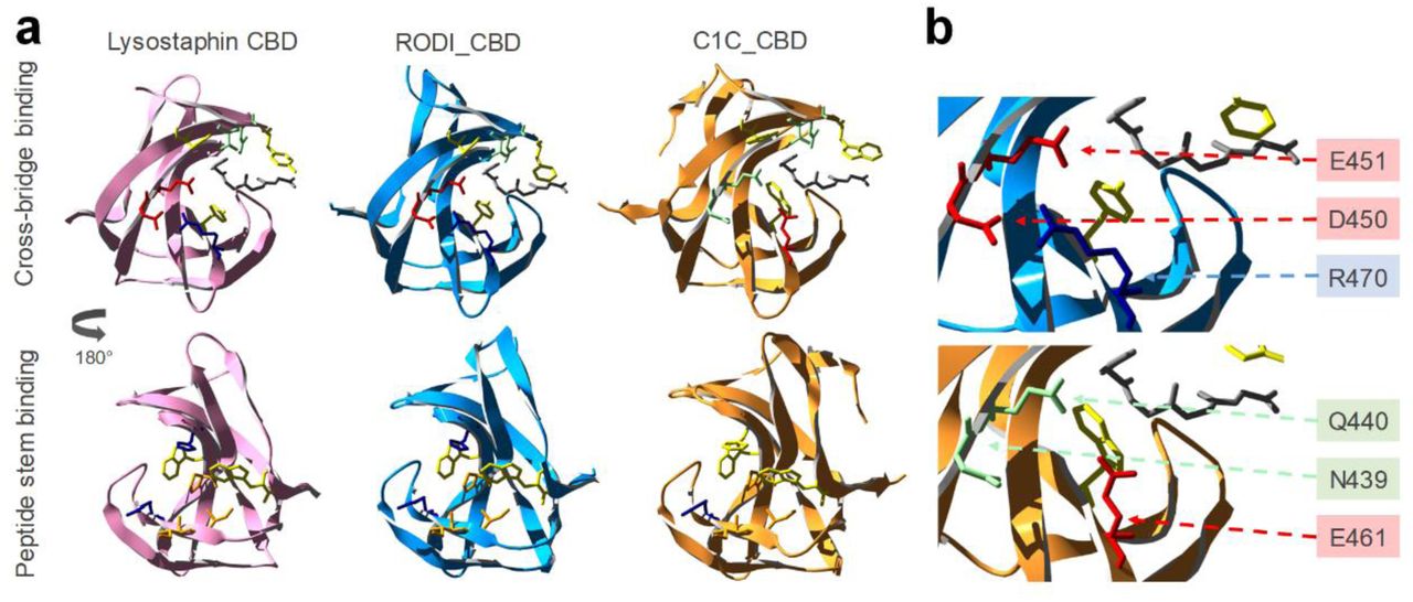 Structural comparison of lysostaphin CBD with those of LysRODI and LysC1C. (a) Crystal structure of lysostaphin (PDB 5LEO) compared with structural models of RODI_CBD (full protein pLDDT = 83.82) and C1C_CBD (full protein pLDDT = 86.67), displaying the key residues for binding the peptidoglycan cross-bridge and peptide stem as shown in Table 3. The grey chain represents a (Gly)5 peptide from PBD 5LEO, shown as a spatial reference for the cross-bridge binding pocket. (b) Detail of the cross-bridge-binding region of RODI_CBD and C1C_CBD and identification of the key differing residues between both domains. Amino acids are colored using the same code as described in Table 3.