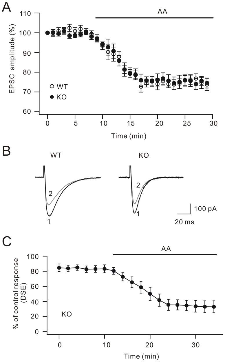 Arachidonic acid rescues DSE in cPLA2α knock-out mice.(A) Time courses of percentage changes of parallel fiber EPSC amplitudes derived from WT (open circles) or KO (filled circles) mice. Arachidonic acid was applied in the bath as indicated by the bar. Arachidonic acid depressed EPSCs in both KO and WT cells. (B) Representative parallel fiber EPSCs from WT and KO cells at the time points indicated in (A). Stimulus artifacts are blanked for clarity. (C) Arachidonic acid restored DSE in KO cells. DSE was induced by the protocol indicated in Figure 1A with Δt 5 s. Each data point represents the percentage inhibition of test EPSC every 2 min. Arachidonic acid was applied in the bath as indicated by the bar.