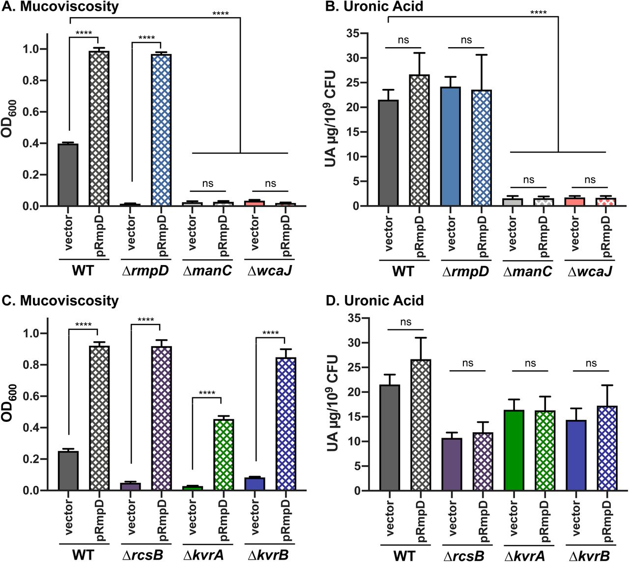 No strong correlation between capsule levels and HMV. Mucoviscosity assay (A) and uronic acid assay (B) of WT, ΔrmpD, ΔmanC and ΔwcaJ strains. Mucoviscosity (C) and uronic acid assay (D) assays of WT and regulatory mutants (ΔrcsB, ΔkvrA, ΔkvrB) with vector (pMWO-078) or pRmpD. Data were obtained after 6 h induction of plasmid-borne rmp genes as described in Materials and Methods. One-way ANOVA with Tukey’s post-test was used to determine significance to obtain all pairwise comparisons. ns, not significant; ****, p > 0.0001.