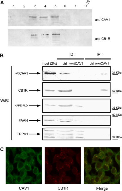 Localization of CB1R in C6 cells. (A) Western blot analysis of C6 cell membranes (50 μg/lane) from gradient fractions stained for caveolin-1 (anti-CAV1) or CB1 receptor (anti-CB1R). (B) Western blot analysis of C6 cell lysates immunoprecipitated with caveolin-1 specific IgG1 ((mo)CAV1), or irrelevant anti-thyroid hormone receptor antibody (ctrl), and subjected to SDS–PAGE. Immunoblot analysis of whole cell extract (input), immunodepleted supernatants (ID) and immunoprecipitates (IP) was performed using rabbit polyclonal antibodies against CAV1 ((rb)CAV1), CB1R, NAPE-PLD, FAAH and TRPV1. Molecular weights of marker proteins are indicated on the right. C, Colocalization of CAV1 and CB1R by confocal microscopy. The yellow spots indicate that CAV1 and CB1R colocalize, and are present mainly in intracellular vesicles. Membrane fractionation, immunoprecipitation, confocal microscopy and dilution of specific antibodies were as described in Section 2. Reported blots and images are representative of triplicate experiments.