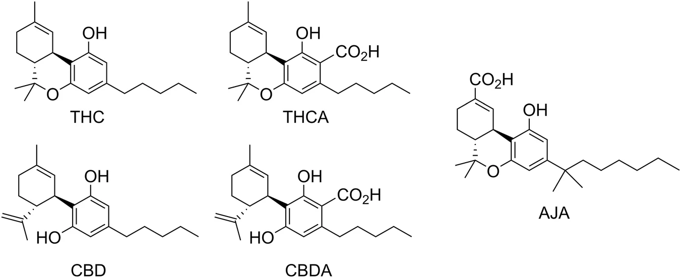 Illustration of five cannabinoid chemical structures labeled THC, THCA, CBD, CBDA, and AJA, showing differences in functional groups such as carboxylic acids and hydroxyl groups on similar molecular frameworks.