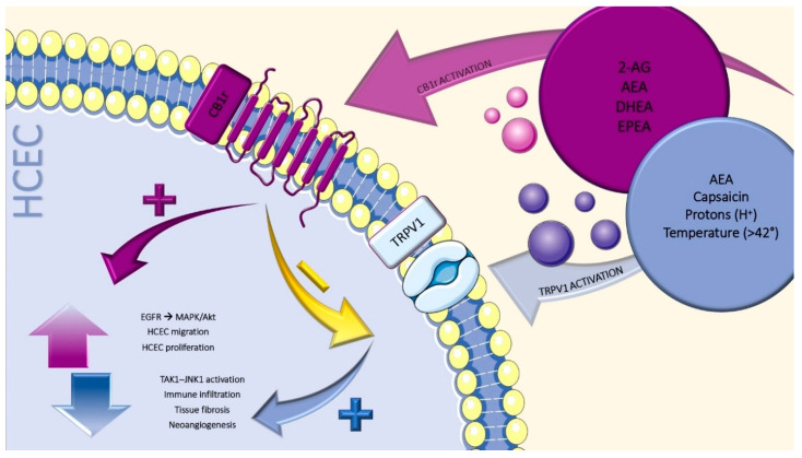 Agonism on cannabinoid receptor 1 (CB1r) by 2-arachidonoylglycerol (2-AG), N-arachidonoylethanolamine (AEA), docosahexaenoyl ethanolamide (DHEA) and eicosapentaenoyl ethanolamide (EPEA) is able to desensitize transient receptor potential cation channel subfamily V member 1 (TRPV1) (yellow arrow) and, via the epidermal growth factor receptor (EGFR)/MAPK, to promote human corneal epithelial cells (HCEC) migration and proliferation (violet pathway). The activation of transient receptor potential vanilloid-1 (TRPV1) elicit TAK1-JNK1 signaling cascade, which in turn is responsible for the promotion of tissue immune infiltration, fibrosis and neovascularization (blue pathway).