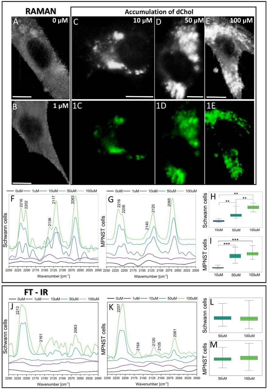 Exemplary chemical Raman maps of peripheral glia cells body (A-E) and distribution of C– D bands within accumulated lipid droplets (1C-1E) following incubation with 0 µM, 1 µM, 10 µM, 50 µM, and 100 µM concentrations of d6-cholesterol. Scale bar equals 10µm. Spectral ranges corresponding to the cytoplasm with assigned C–D vibrational bands are shown for Raman (F, G) and FT-IR (J, K) spectroscopy. The sum of integrated C–D bands intensities calculation for Raman (H, I) and FT-IR (L, M) spectra is also presented. Statistical significance was determined using the one-way ANOVA (***p<0.001, p**<0.01).