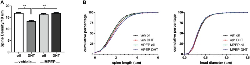 DHT-induced spine plasticity is dependent on mGluR5. Spine density and morphology were measured in castrated male rats receiving veh/MPEP (1 mg/kg) 30 min prior to injection of oil/DHT (1.5 mg). (A) Average spine density per 10 μm of MSNs in the NAcSh 24 h after hormone treatment. (B) Spine morphology of MSNs in the NAcSh 24 h after hormone treatment as assessed by binned cumulative probability distributions of spine length and head diameter. n = 4–5 animals per group with spine density averaged from 6 to 9 dendritic segments per animal, ∗∗p < 0.001.