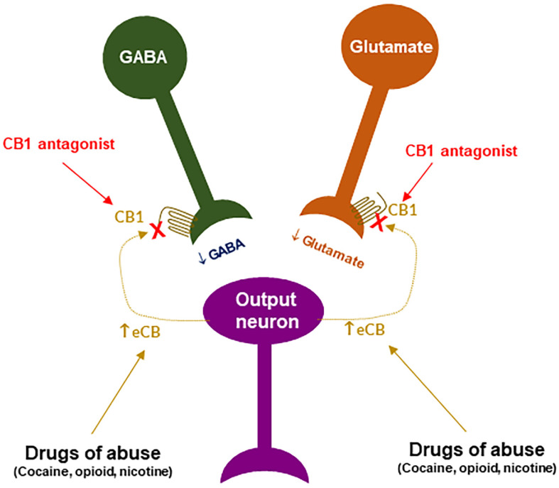 A schematic diagram of an endocannabinoid (eCB) hypothesis showing how a CB1R antagonist blocks actions produced by drugs of abuse. Growing evidence indicates that drugs of abuse (such as cocaine, opioid or nicotine) may stimulate endocannabinoid (such as 2-AG, AEA) release from postsynaptic neurons (such as VTA DA neurons), which subsequently activates CB1R on presynaptic CB1Rs and produces a reduction in GABA or glutamate release. A CB1R antagonist, including neutral antagonist, binds to CB1R and blocks eCB binding to the same receptor, therefore producing antagonism of drug reward and relapse. ↑: indicates an increase in eCB release; “×” indicates blockade of CB1 receptor.