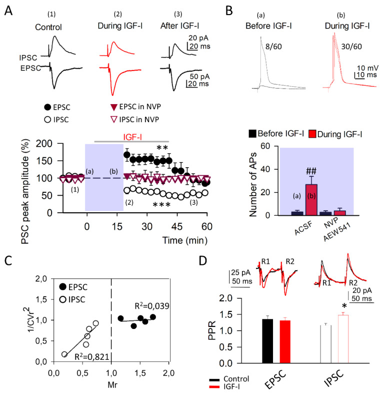IGF-I modulates both excitatory and inhibitory synaptic transmission. (A) Top, Representative inhibitory and excitatory postsynaptic current traces (IPSC at 0 mV and EPSC at −60 mV, respectively) recorded from layer II/III pyramidal neurons in control conditions (left, black, (1)), during 10 nM IGF-I application (middle, red, (2)), and after IGF-I application (right, black (3)). Bottom, Time course of IGF-I effects on IPSCs (empty symbols; n = 8 ACSF vs. IGF-I *** p < 0.001) and EPSCs (full symbols; n = 8 ACSF vs. IGF-I *** p < 0.001) in the absence (black circles) and presence (red triangles of the IGF-I receptor antagonist NVP (400 nM; NVP vs. NVP + IGF-I, n = 5, p = 0.234, (IPSC) and NVP vs. NVP + IGF-I, n = 5, p = 0.658 (EPSC)). IGF-I was applied for 35 min, after the recording of a 5-min stable baseline. (B) Top, Representative superimposed current-clamp traces recorded before (black, (a)) and during IGF-I application (red, (b)). Numbers indicate the number of evoked action potentials (8 vs. 30) out of the total number of recordings (60) from this representative experiment. Bottom, Number of action potentials before (black) and during IGF-I application (red). ## p < 0.01. (C) Plots of variance (1/CVr2) as a function of normalized mean peak EPSC (full circles; n = 5 same as A) or ISPC (empty circles; n = 5 same as A) amplitude values (Mr) obtained 30 min after IGF-I application. (D) Top, Superimposed representative pair-pulse IPSC and IPSC recorded before (black trace) and during IGF-I (red trace). Bottom, EPSC (full bars; ACSF vs. IGF-I, n = 8, p = 0.43) and IPSC (empty bars; ACSF vs. IGF-I, n = 8, * p < 0.05 pair-pulse ratio (PPR) before (black) and after IGF-I (red) application.
