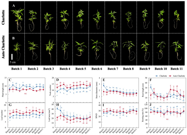 Photo panel compares ‘Charlotte’ and ‘Auto Charlotte’ plants across eleven batches, with visible differences in plantlet and root size. Below are nine line and scatter plots labeled C to J, displaying quantitative measurements: plant height, node number, stem diameter, root length, leaf number, leaf area, SPAD values, and rooting rate per batch with statistical significance indicated by letters.