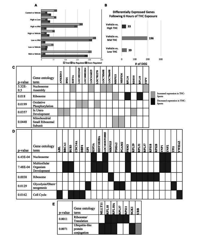 THC-induced changes to spermatozoal transcripts. Differentially expressed genes (DEGs) and gene ontology (GO) terms in sperm treated with therapeutic (low THC; 0.032 µM) and recreational (mid and high THC; 0.32 µM and 3.2 µM, respectively) concentrations of THC. (A) Total number of DEGs (upregulated and downregulated), (B) Filtered DEG to exclude unknown genes and DEG of the vehicle group, and enriched GO terms in the (C) low-THC DEGs, (D) mid-THC DEGs, and (E) high-THC DEGs. Dark and light boxes indicate decreased and increased expression, respectively, from THC treatment
