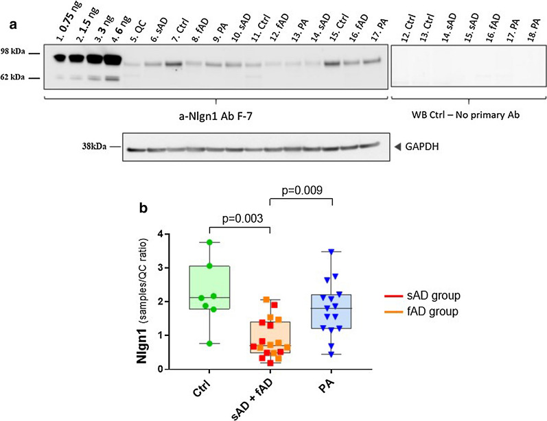 Reduction of Nlgn1 levels in temporal cortex of sporadic and familial AD cases. a Representative Western blot and relative GAPDH signal. Fifteen µg proteins per well of TBS soluble fractions of patients with sAD (n = 9), fAD (n = 9), PA (n = 15) and healthy Ctrl (n = 7) were separated by SDS-PAGE (4–12%) under reducing conditions. Neuropathological classification was based on Thal phases, Braak staging and CERAD score. A calibration curve was created using recombinant Nlgn1 extracellular domain fusion protein, to estimate the amount of Nlgn1 present in the samples. Samples were run on duplicate blots. b The box plots present the median and the interquartile range, the whiskers show the minimum and the maximum values. Significance: p ≤ 0.05. WB = Western blot