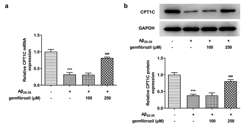 PPARα activation could increase CPT1C expression in Aβ25-35-induced HT22 cells. HT22 cells were co-treated with gemfibrozil 100 μM or 250 μM, and Aβ25-35 for 48 h
