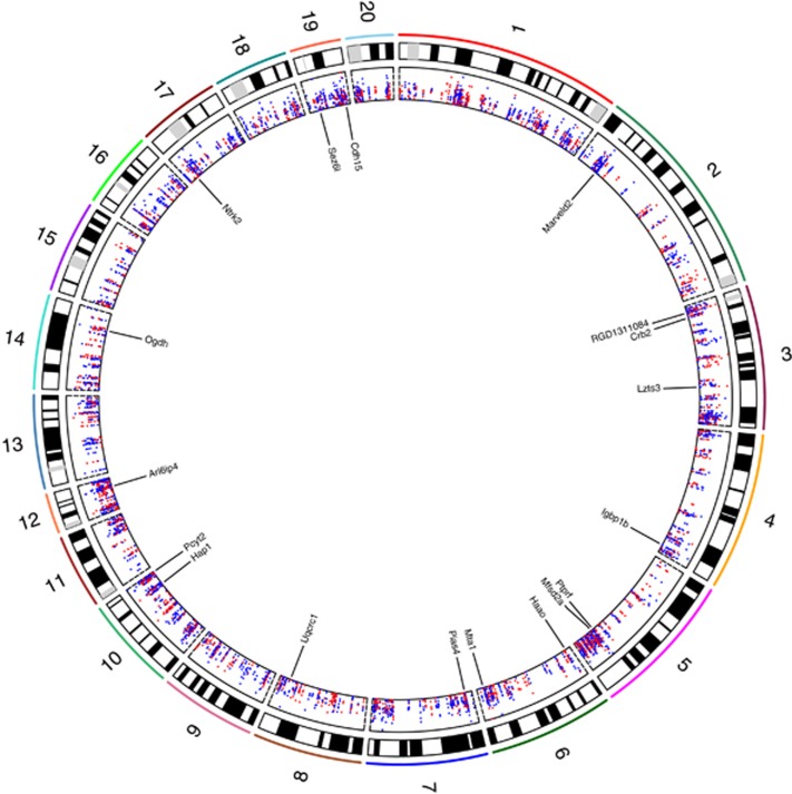 A circos plot showing the positions of all CpGs (n=5611) within significant DMRs across autosomes (chr1–20). Absolute mean methylation differences between THC and VEH groups for each hypo- and hypermethylated CpG are shown in the inner most panel (scale, 0–12%) as blue and red dots, respectively. The locations and names of 18 Refseq genes overlapped by the top 30 DMRs (Table 1) are indicated. The plot was generated using Rcircos (Zhang et al, 2013). DMR, differentially methylated region; THC, tetrahydrocannabinol; VEH, control vehicle.