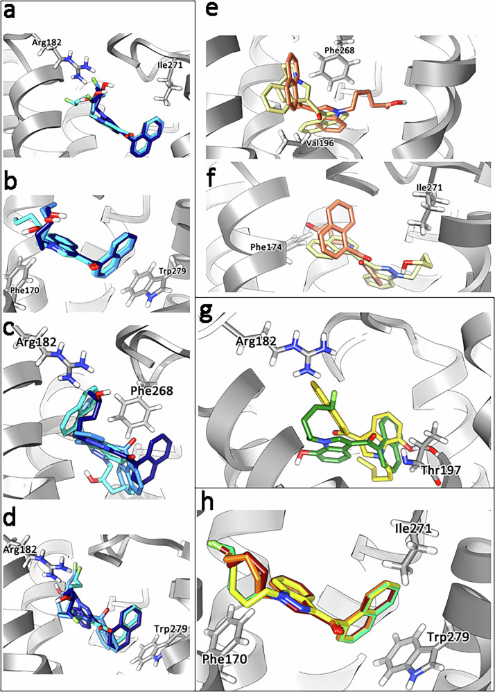 Visualization from docking experiment.Ligand configurations superimposed together with hCB1 receptor with selected amino-acid residues. Gradual rotation in configuration for the R-form of 2-, 3- and 4-hydroxy pentyl metabolites of AM-2201 (a), JWH-018 (b), THJ-018 (c), and THJ-2201 (d). For each panel, 2-, 3-, and 4- hydroxy pentyl are reported in cyan, dark blue and navy blue respectively. e, f Comparison of the configurations of 5-hydroxy pentyl JWH-018 (khaki) and pentanoic acid JWH-018 (coral). g Configurations of 7-hydroxy indole AM-2201 (light brown) and 7-hydroxy indole JWH-018 (green). h AM-2201 (dark red), JWH-018 (orange) THJ-018 (yellow) and THJ-2201 (green) superimposed in the active pocket of hCB1.