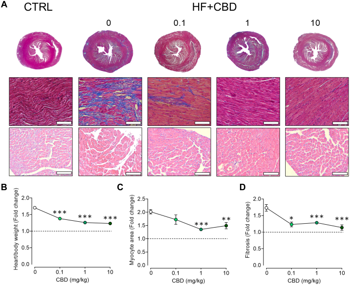 Antifibrotic and Antihypertrophic Effects of CBD in the Heart of Mice With HF(A) Representative micrographs of cardiac tissue as a function of cannadibiol (CBD) dosage (in mg/kg): Masson’s Trichrome stain to visualize fibrotic changes in upper row, 1.25×, and middle row 10×; hematoxylin and eosin stain for cardiac myocyte area assessment is presented in the bottom row, 10×. Quantification of dose-dependent effect of CBD in: (B) heart/body weight, normalized to control group (dotted line); (C) myocyte area; and (D) fibrotic index. The scale bars in representative micrographs correspond to 100 μm. Data are presented as mean ± SEM; n = 4-20; analyzed by 1-way analysis of variance test with post hoc Tukey multiple comparisons test. ∗P < 0.05, ∗∗P < 0.01, and ∗∗∗P < 0.001 compared with 0 mg/kg of CBD. CBD = cannabidiol; CTRL = control; HF = heart failure.