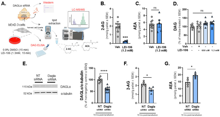 The pharmacological or genetic manipulation of DAGLα decreases the level of 2-AG in bEnD.3 endothelial cells. bEnD.3 endothelial cells were treated with LEI-106 (1.3 mM) or vehicle (0.9% DMSO in media) for 15 min, then subjected to LC-MS/MS to measure 2-AG and AEA levels. In a separate set, the level of DAG was quantified by ELISA. In the siRNA transfection experiments, bEnD.3 cells were transiently transfected with siRNA targeting DAGLα or a scrambled, non-targeting control, then harvested 72 h post-transfection, followed by a Western blot to detect DAGLα expression. In a separate set of experiments, the cell pellet was lysed and subjected to LC-MS to measure 2-AG and AEA levels. (A) The schema of the experimental setting. (B) The pharmacological blockade of DAGLα with LEI-106 significantly reduced the 2-AG level in endothelial cells (LEI-106 vs. vehicle, p = 0.001, t(12) = 5.447 as assessed by unpaired t-test). Data are shown as mean ± SEM in nmol/g pellet (n = 4-10 in each group). *** denotes significantly different (p < 0.001). (C) After LEI-106 treatment, the level of AEA was unchanged (LEI-106 vs. vehicle, p = 0.7578, t(13) = 0.3149 as assessed by unpaired t-test). Data are shown as mean ± SEM in pmol/g pellet (n = 5–10 in each group). ns = non-significant. (D) The LEI-106 treatment did not significantly change the level of DAG compared to vehicle control (LEI-106, 650 µM vs. vehicle: p = 0.4364, t(14) = 0.8011; LEI-106, 1.3 mM vs. vehicle: p = 0.4626, t(14) = 0.7553 as assessed by unpaired t-test). Data are presented as % of media-treated ± SEM (n = 8/group). ns = non-significant. (E) Representative image showing the expression of DAGLα with α-tubulin as loading control in bEnd.3 cell lysate harvested 72 h after siRNA transfection. The transfection of DAGLα-targeting siRNA significantly reduced the detection of DAGLα protein compared to the non-targeting control (DAGLα siRNA vs. non-targeting control siRNA: p < 0.0001, t(14) = 7.227, as assessed by unpaired t-test). Data are shown as % of non-targeting control ± SEM (n = 8/group). **** denotes significantly different (p < 0.0001). (F) siRNA knockdown of DAGLα in bEnD.3 cells significantly reduced 2-AG levels compared to non-targeting control (DAGLα siRNA vs. non-targeting control siRNA: p = 0.0266, t(6) = 2.919, as assessed by unpaired t-test). Data are shown as mean ± SEM in nmol/g pellet (n = 4/group). * denotes significantly different (p < 0.05). (G) The AEA level of bEnd.3 cells was significantly increased after DAGLα siRNA transfection compared to non-targeting control, suggesting the presence of a compensatory mechanism after the loss of 2-AG (DAGLα siRNA vs. non-targeting control siRNA: p = 0.031, t(6) = 2.804, as assessed by unpaired t-test). Data are shown as mean ± SEM in pmol/g pellet (n = 4/group). * denotes significantly different (p < 0.05).