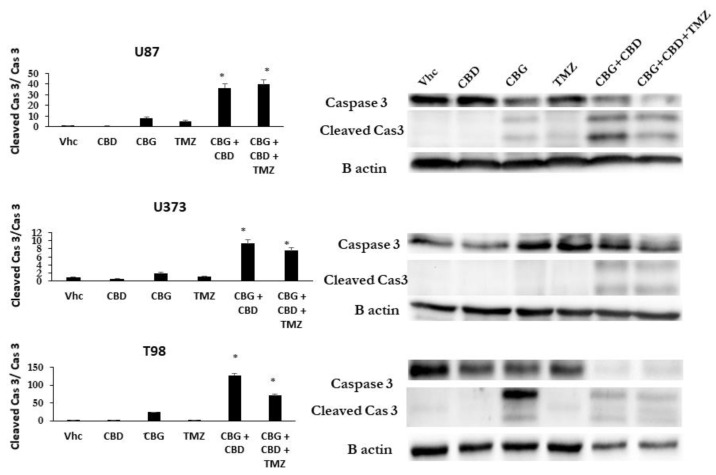 CBG apoptotic pathways processed via induced caspase-3 cleavage in GB cell lines. Apoptosis pathways were analysed by western blot analysis and densitometric quantification of caspase-3 protein levels, as described in Material and Methods (Section 2.11). Representative blots show protein levels of caspase-3 and its cleaved products. Densitometric values were normalized to B actin, which was used as a loading control. Cleaved caspase-3 values were then normalized to non-cleaved caspase-3 and shown on the left graphs as averaged values of three separate experiments (* p < 0.05 treated vs untreated cells).
