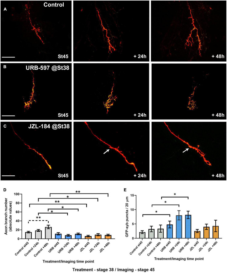 URB597 or JZL184 treatment during early axon pathfinding and targeting results in RGC axons with much simpler morphologies as they branch at their target. Tadpoles were treated with URB597 or JZL184 beginning at stage 38 until stage 45, when tadpoles with RGC axons expressing tdTomato and GFP-synaptobrevin were imaged for three consecutive days in the absence of the drug. (A–C) Sample RGC axons in tadpoles treated with vehicle solution (A; Control), URB597 (B) or JZL184 (C) imaged in vivo by confocal microscopy at stage 45, and 24, and 48 h after first imaging. Arrow in (C) points to the first branching point of the axon. Scale bars = 50 μm. (D) Quantitative analysis of branch number in RGC axons of tadpoles exposed to the drugs from stage 38 to stage 45 showed that RGC axons in both JZL184 and URB597-treated tadpoles failed to increase their branch number over the course of 48 h when compared to controls (n = 11 axons per condition). Axons in control-treated tadpoles significantly increased their branch number over the 48-h imaging period. (E) The density of GFP-synaptobrevin puncta per arbor was calculated as the number of puncta per 20 μm. When compared to controls, axons in URB597-treated tadpoles had a significant higher puncta density at all imaging intervals. Analysis by ANOVA with Sidak’s multiple comparisons tests. Mean ± SEM, *p ≤ 0.05, **p ≤ 0.005.