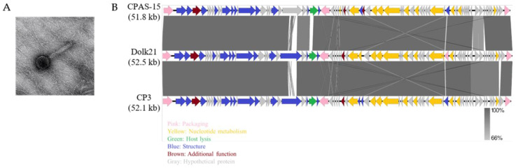 Characterization of bacteriophage Dolk21. (A) TEM morphology of Dolk21 and (B) genome comparison among three C. perfringens phages Dolk21, CPAS-15, and CP3.