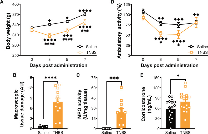 TNBS-induced colitis phenotype.A There was a significant interaction on body weight between time post-administration and trinitrobenzene sulfonic acid (TNBS) administration, and a main effect of both time and colitis. Saline animals gained weight each day. TNBS animals initially lost weight, but gained after Day 3. There were no differences at baseline between conditions, but there were at Days 3, 5, and 7. n = 12/group. ♦ p < 0.05, ♦♦♦ p < 0.001, ♦♦♦♦♦ p < 0.0001 compared to previously recorded weight in same condition. ***p < 0.001, ****p < 0.0001 saline vs. TNBS on the same day. B TNBS administration at Day 7 post-administration led to a significant increase in macroscopic tissue damage. n = 12/group. ****p < 0.0001 t test saline vs. TNBS. C TNBS administration at Day 7 post-administration led to a significant increase in myeloperoxidase activity (MPO). Each 1 Unit (U) of MPO activity was the amount of enzyme required to split 1µmol H2O2 per min at 25 °C. n = 12/group. ***p < 0.001 t test saline vs. TNBS. D There were no differences in locomotor activity between saline and TNBS groups at baseline, but there was a reduction in ambulatory activity at Day 3 and Day 5, but not at Day 7. Saline and TNBS administered animals both showed reductions in ambulatory activities compared to their baselines. n = 4–6/group. ♦♦ p < 0.01, ♦♦♦ p < 0.001, ♦♦♦♦ p < 0.0001 compared to Day 0 in same condition. *p < 0.05 saline vs. TNBS on the same day. E TNBS led to a significant increase in plasma corticosterone levels. n = 17–18/group at Day 7 post-administration. *p < 0.05 t test saline vs. TNBS. Saline = left, black bars with circles. TNBS = right, orange bars with squares.