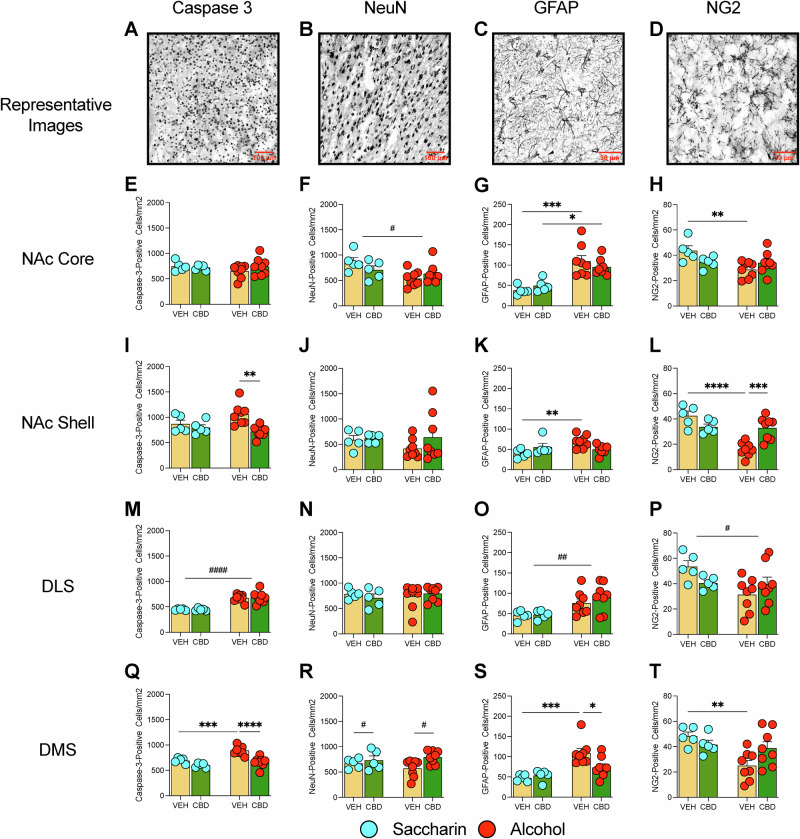CBD Effects on Striatal Neurodegeneration.Bar graphs show CBD (green) or vehicle (yellow) effects with alcohol (red dots) and saccharin (blue dots) groups. Representative images: A Caspase-3 (20X), B NeuN (20X), C GFAP (40X), D NG2 (40X). NAc Core: E Cleaved caspase-3; two-way ANOVA: no interaction (F(1,22) = 1.169, p = 0.293), treatment (F(1,22) = 0.3967, p = 0.5353), or drug effects (F(1,22) = 0.5148, p = 0.4806). F NeuN; drug effect (F(1,22) = 7.928, p = 0.0101), no treatment (F(1,22) = 0.2039, p = 0.6560) or interaction (F(1,22) = 3.229, p = 0.0861). G GFAP; drug effect (F(1,22) = 31.91, p < 0.0001), no treatment (F(1,22) = 0.01022, p = 0.9204) or interaction (F(1,22) = 1.525, p = 0.2299). H NG2; interaction (F(1,22) = 5.988, p = 0.0229), Tukey’s: alcohol vs. saccharin, p < 0.01. NAc Shell: I Caspase-3; interaction (F(1,22) = 4.327, p = 0.0494), Tukey’s: CBD vs. vehicle in alcohol group, p < 0.01. J NeuN; no effects (interaction: F(1,22) = 0.6155, p = 0.4411; treatment: F(1,22) = 1.040, p = 0.3188; drug: F(1,22) = 0.3708, p = 0.5488). K GFAP; interaction (F(1,22) = 8.985, p = 0.0066), Tukey’s: alcohol vs. saccharin, p < 0.01; CBD vs. vehicle in alcohol group, p < 0.01. L NG2; interaction (F(1,22) = 19.40, p = 0.0002), Tukey’s: alcohol vs. saccharin, p < 0.0001; CBD vs. vehicle in alcohol group, p < 0.001. DLS: M Caspase-3; drug effect (F(1,22) = 54.60, p < 0.0001), no treatment (F(1,22) = 0.01839, p = 0.8934) or interaction (F(1,22) = 0.05077, p = 0.8238). N NeuN; no effects (interaction: F(1,22) = 0.8354, p = 0.3786; treatment: F(1,22) = 0.03201, p = 0.8596; drug: F(1,22) = 0.06905, p = 0.7952). O GFAP; drug effect (F(1,22) = 11.78, p = 0.0024), no interaction (F(1,22) = 0.4119, p = 0.5276) or treatment (F(1,22) = 0.6160, p = 0.4409). P NG2; drug effect (F(1,22) = 5.114, p = 0.0340), no interaction (F(1,22) = 4.296, p = 0.0501) or treatment (F(1,22) = 0.2095, p = 0.6517). DMS: Q Caspase-3; interaction (F(1,22) = 4.434, p = 0.0469), Tukey’s: alcohol vs. saccharin, p < 0.001; CBD vs. vehicle in alcohol group, p < 0.0001; drug effect (F(1,22) = 15.82, p = 0.0006); treatment effect (F(1,22) = 24.87, p < 0.0001). R NeuN; treatment effect (F(1,22) = 5.335, p = 0.0307), no interaction (F(1,22) = 1.697, p = 0.2061) or drug effect (F(1,22) = 0.1043, p = 0.7498). S GFAP; interaction (F(1,22) = 4.897, p = 0.0376), Tukey’s: alcohol vs. saccharin, p < 0.001; CBD vs. vehicle in alcohol group, p < 0.01; drug effect (F(1,22) = 18.51, p = 0.0003). T NG2; interaction (F(1,22) = 5.118, p = 0.0339), Tukey’s: alcohol vs. saccharin, p < 0.01; drug effect (F(1,22) = 8.201, p = 0.0090). Data as mean ± SEM. *p < 0.05, **p < 0.01, ***p < 0.001, ****p < 0.0001 vs. controls; #p < 0.05, ##p < 0.01, ####p < 0.0001 (main effect).