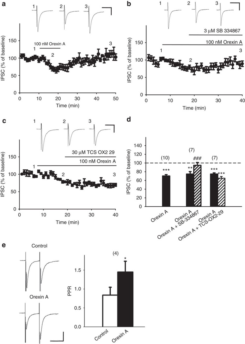 Orexin A depressed IPSCs in VTA slices through OX1Rs, but not OX2Rs, via a presynaptic mechanism.(a–c) Time courses of the effects of orexin A on IPSC amplitude in representative slices (a) alone, or in combination (b) with SB-334867, an OX1R antagonist, or (c) with TCS-OX2-29, an OX2R antagonist. Inward IPSCs evoked at 0.05 Hz were recorded at −70 mV with a KCl-based internal solution in the presence of 2 mM kynurenic acid, and every three IPSCs were averaged. Shown are representative traces taken at the indicated time points. (d) Summarized effects of orexin A (100 nM) on IPSC amplitude without (black bars) or with 3 μM SB-334867 (n=7, P<0.001 ; t(6)=6.818) or 30 μM TCS-OX2-29 (n=7, P=0.0814; t(6)=2.091). Ten IPSCs at 10–15 min after drug application, when the response had stabilized, were averaged. The averaged amplitude of 10 IPSCs before drug treatment in each neuron was taken as 100% baseline. Data are presented as mean±s.e.m. The number of recorded neurons is denoted above each bar. Grouped bars represent the data from the same group with different treatments conducted sequentially. **P<0.01, ***P<0.001 versus 100% (one sample t-test); ###P<0.001 versus orexin A alone: n=10 (paired t-test). (e) The effect of orexin A (100 nM) on the PPR of IPSCs. Paired IPSCs were evoked by 50 ms-separated paired pulses every 20 s. Left panel: a representative paired IPSCs recorded in a neuron before and 10 min after orexin A treatment. Scale bars, 50 ms and 200 pA. Right panel: average PPR of IPSCs in four neurons recorded before (control) and after orexin A treatment. (n=4, P=0.026; t(3)=4.089). *P<0.05 versus control (paired t-test). Data are expressed as mean±s.e.m.
