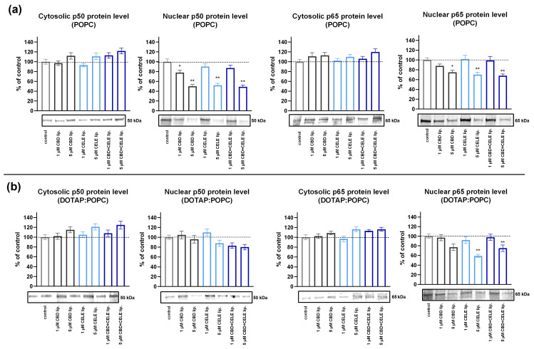 The effect of the POPC liposomes (a) and DOTAP:POPC liposomes (b) loaded with CBD, CELE, and their combinations on the translocation from cytosol to nuclei, NF-κB subunits p50 and p65 after 48 h incubation. Data (mean ± SEM) from three separate experiments are presented as fold changes relative to the control, which is defined as 100%. Bands are presented in the same sequence as the corresponding bars in the graph. A single asterisk (*) and a double asterisk (**) denote statistical significance relative to the untreated control cells, with p < 0.05 and p < 0.01, respectively.