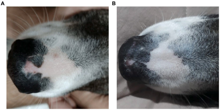 A female, mixed-breed dog, 2 years old, presented with epidermal depigmentation, on the nasal bridge. (A) Macroscopic image showing depigmentation in the nasal planum prior to treatment with Cannabis oil (date: 05/31/2022). (B) Macroscopic image showing the reduction and stabilization of depigmentation in the nasal planum after 1 year and 3 months of treatment with Cannabis oil (date: 09/19/2023).