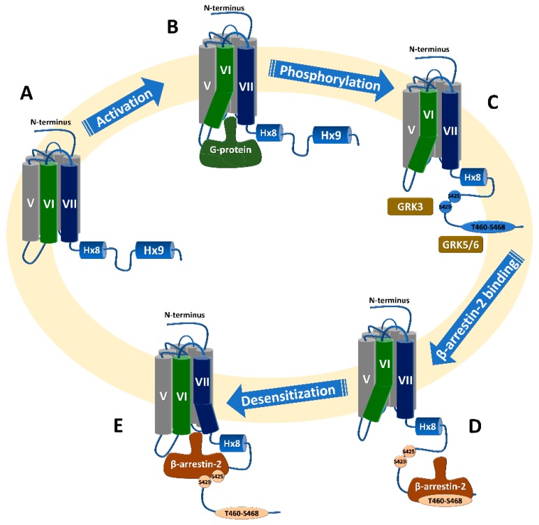 Canonical CB1 receptor signaling and β-arrestin2 interaction with the receptor. (A) Inactive state of the receptor with closed IC domain. (B) Agonist binding activates the receptor with opening at IC domain, mainly due to the TMH6 conformational change followed by G-protein coupling. (C) Phosphorylation of proximal (S425, S429) and distal (possibly at T460–S468) phosphorylation sites, by GRK3 and GRKs5/6, respectively. (D) β-arrestin2 binding to the C-terminus starts with an interaction with the distal phosphorylated C-terminus, which can mediate receptor internalization; followed by (E) possible conformational change at the IC domain of the receptor and the arrestin interacts with the proximal phosphorylated C-terminus, resulting in receptor desensitization.