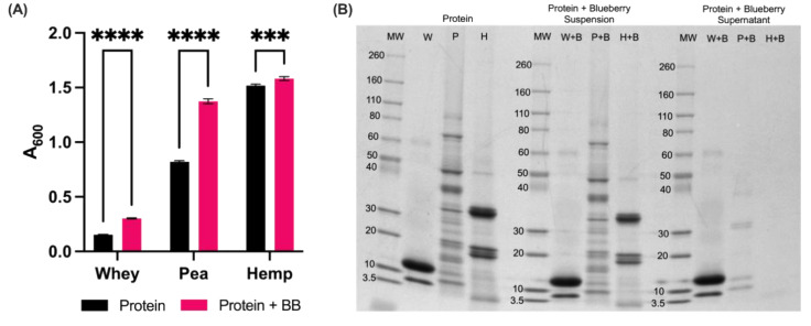Intermolecular interactions between contents of commercial protein powders and powdered blueberries cause the formation of insoluble complexes. (A) Increasing turbidity of commercial protein solutions by blueberry powder points to nutrient interactions. Increases in turbidity exceed absorbance of blueberry-only control (A600 = 0.027). Values are expressed as mean ± SD. Asterisks (*) indicate significant differences (*** = p ≤ 0.001, **** = p ≤ 0.0001) based on two-way ANOVA with Tukey’s multiple comparisons. (B) Molecular weight profiles of each commercial protein powder in the absence or presence of powdered blueberries. Molecular weight is represented as kilodaltons (kDa).