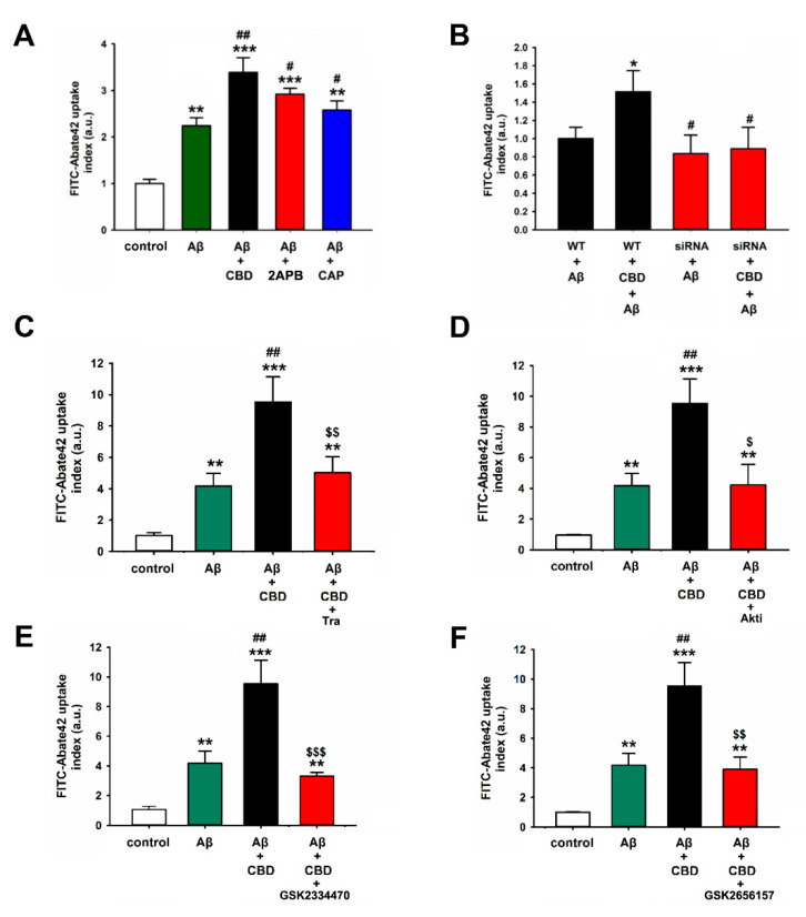 The TRPV2-mediated phagocytosis in microglia cells was attenuated by inhibiting PDK, Akt, or PERK. FITC-Aβ42 uptake index in BV2 microglia cells was analyzed using the phagocytosis assay. (A) The presence of CBD (5 μM), 2APB (250 μM), and CAP (capsaicin: 2 μM) after 24 h (n = 6). ** p < 0.01 and *** p < 0.001 are compared with the control by Tukey’s test, and # p < 0.05 and ## p < 0.01 are compared with Aβ by Tukey’s test. (B) BV2 microglia with knocked-down TRPV2 treated with or without CBD after 24 h (n = 4). * p < 0.05 is between Aβ and CBD + Aβ by Student’s t-test; # p < 0.05 is between Aβ and CBD + Aβ upon siRNA by Student’s t-test. (C–F) BV2 microglia preadded with Tra (tranilast, 75 μM), akti (Akt inhibitor, 10 μM), PDK1 inhibitor (GSK2334470, 1 μM), and PERK inhibitor (GSK2656157, 1 μM) and treated with or without CBD after 24 h (n = 5). ** p < 0.01 and *** p < 0.001 are compared with the control by Tukey’s test; ## p < 0.01 is between Aβ and CBD + Aβ by Student’s t-test; $ p < 0.05, $$ p < 0.01, and $$$ p < 0.001 are between CBD + Aβ and CBD + Aβ upon inhibitors by Student’s t-test.