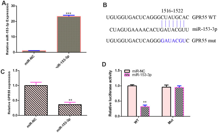 GPR55 is a direct gene target of miR-153-3p. (A) The expression of GPR55 was determined by qRT-PCR. (B) One potential target site was found between miR-153-3p and GPR55. These sequences were conserved between different species. (C) The expression of GPR55 was determined by qRT-PCR. (D) Luciferase reporter analysis noted that elevated expression of miR-153-3p significantly inhibited the luciferase value of the WT reporter plasmid but did not change the luciferase value of the mut reporter plasmid. **p<0.01 and ***p<0.001. Error bars represent the s.d. of relative experiment from n=3 replicates.