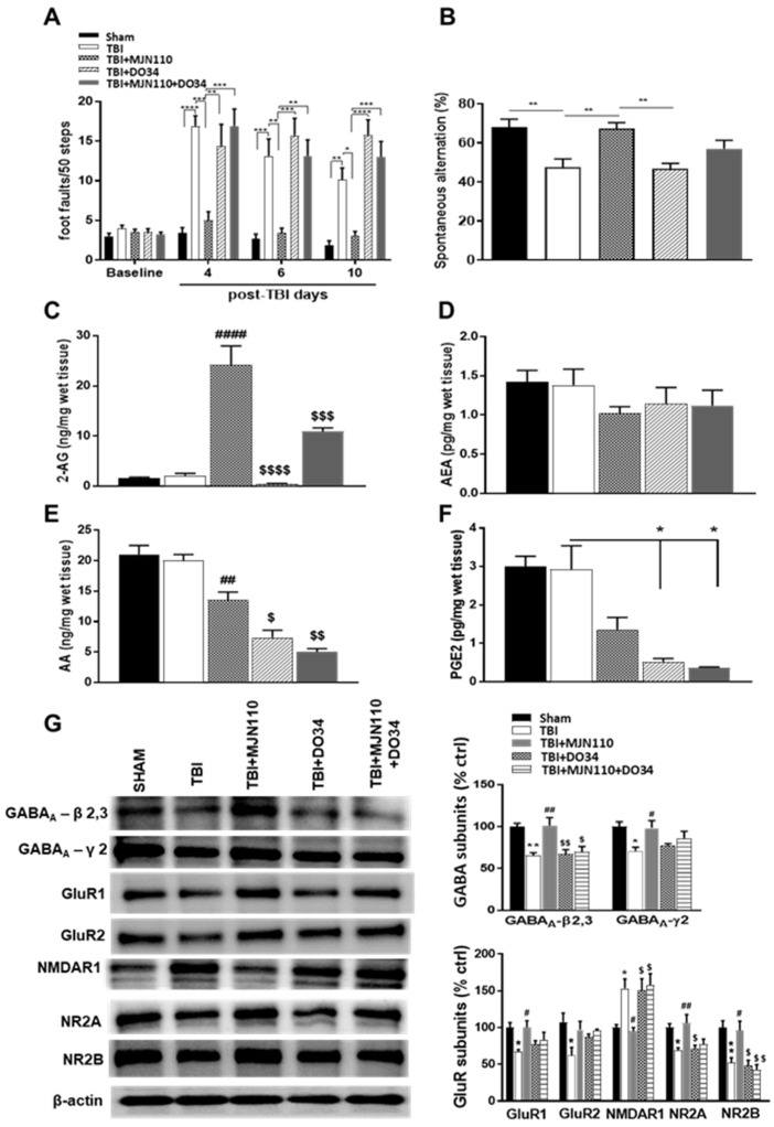 Improvement on locomotor function, working memory and the expression of synaptic components by MJN110 was reversed by blockade of 2-AG synthesis. (A) Beam walk test was conducted at 4, 6 and 10 days post-TBI (* p < 0.05, ** p < 0.01, *** p < 0.001 and **** p < 0.001). (B) On day 13 post injury, spontaneous alternation Y maze test was performed (** p < 0.01). (C–E) Ipsilateral cortical tissues on day 4 post-TBI were subjected to LC-MS/MS analysis to measure 2-AG, AEA and AA. (## p < 0.01 and #### p < 0.001 comparing TBI vs. MJN110 (1 mg/kg); $ p < 0.05, $$ p < 0.01, $$$ p < 0.001 and $$$$ p < 0.001 comparing MJN110 (1 mg/kg) vs. DO34 (30 mg/kg) or DO34 + MJN110). (F) The ipsilateral cortical tissues at day 4 post-TBI were assessed for PGE2 production by ELISA. (* p < 0.05 comparing TBI vs. DO34 or DO34 + MJN110). (G) Western blot analysis of the hippocampal GABAA-β2,3, GABAA-γ2, GluR1, GluR2, NMDAR1, NR2A and NR2B expression at 14 days post-TBI (* p < 0.05 and ** p < 0.01 comparing sham vs. TBI; # p < 0.05 and ## p < 0.01 comparing TBI vs. TBI + MJN110; $ p < 0.05 and $$ p < 0.01 comparing MJN110 vs. DO34 and DO34 + MJN110). n = 5–10 animals in each group; Bars represent means ± SEM.