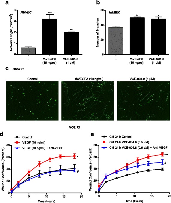 Functional consequences of VCE-004.8 on HIF-1α stabilization. a PrimeKit co-cultures were seeded on day 0 and the indicated concentration of rhVEGFA or VCE-004.8 was added on day 2. Tube formation was analyzed, and the results were plotted using the Incucyte FLR software in terms of network length on day 7 ± SD (n = 3). **p < 0.01, **p < 0.001 rhVEGFA- or VCE-004.8-treated cells vs untreated cells (one-way ANOVA followed Tukey’s test). b HBMECs were plated on Matrigel-coated cultured dishes and treated with VCE-004.8. Quantitative analysis of number of branch formation was performed using the ImageJ v1.45 software. Data represent the mean ± SD (n = 3). *p < 0.05, **p < 0.01 rhVEGFA- or VCE-004.8-treated cells vs untreated cells (one-way ANOVA followed Tukey’s test). c Representative images from the experiment described in a are shown (magnification × 4). d–e Scratch assay on MO3.13 cells treated with rhVEGFA in the presence of anti-VEGFA (d) or conditioned medium from HBMECs treated with VCE-004.8 in the absence or the presence of anti-VEGFA for 24 h (e). Results were plotted using the Incucyte FLR software in terms of percentage of wound confluence ± SD (n = 3) as a function on time. *p < 0.05, ***p < 0.001 vs control; #p < 0.05 vs rhVEGFA- or VCE-004.8-treated cells (one-way ANOVA followed Tukey’s test)