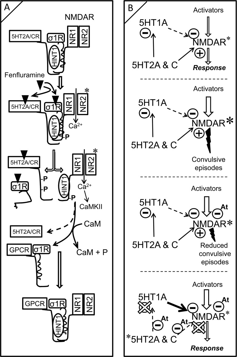 Modeling fenfluramine activity at 5HT2A/C and σ1 receptors. Influence on negative control of NMDAR function by the 5HT1A receptor(A) A certain pool of 5HT2A/C receptors is complexed with NMDARs via HINT1 proteins and σ1Rs. Fenfluramine binds and activates 5HT2A/C receptors, promoting PKC/Src priming of the coupled NMDARs. The binding of antagonists such as fenfluramine to σ1Rs prevents σ1Rs from binding to NMDARs [37], enabling HINT1 transfer from the GPCR to NMDAR NR1 subunits. The phosphorylation of 5HT2A/CR cytosolic residues inhibits its re-association with HINT1 to recruit further NMDAR activity. Because HINT1 allows CaM to access NR1 subunits [36], the inactive HINT1-NMDARs can now couple with other GPCRS such as CB1Rs and 5HT1ARs. (B) While 5HT1ARs inhibit NMDAR activity, 5HT2A/CRs promote NMDAR function directly and furthermore, promote it indirectly through the negative control of 5HT1AR signaling. Exaggerated activation of NMDARs may promote seizures. Antagonists of σ1Rs (At) remove σ1Rs from NR1 subunits and enable negative control by CaM; the incidence of convulsive episodes diminishes. The combined activity of fenfluramine as agonist at 5HT2R and antagonist at σ1R uncouples 5HT2Rs from positive control of NMDAR function and increases the inhibitory coupling of GPCRs, such as the 5HT1AR, to NMDAR function. In addition, fenfluramine, as a σ1R antagonist, facilitates CaM inhibition of already primed and GPCR-freed NMDARs. Fenfluramine, by triggering these mechanisms, efficaciously reduces the incidence of epileptogenic episodes. A and B, *indicates activation; B, *indicates higher activity than*.