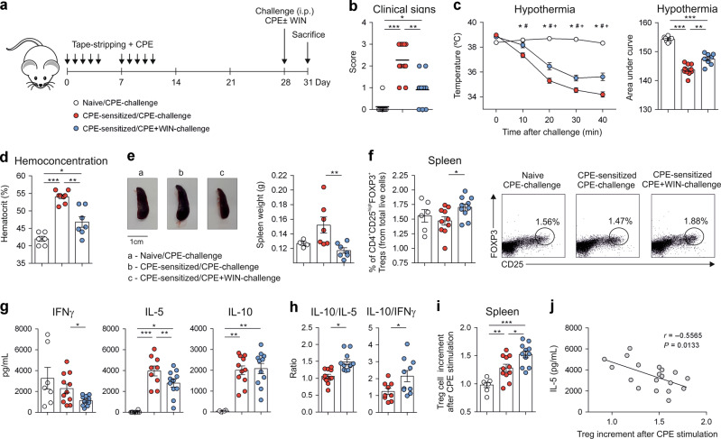 Cannabinoids reduce anaphylaxis in peanut sensitised BALB/c mice.a Scheme of the epicutaneous sensitisation protocol; i.p., intraperitoneally. b Clinical signs observed after challenge with crude peanut extract (CPE, 2.5 g/mouse) or CPE plus WIN55212-2 (WIN, 20 µg/mouse). c Left, changes in body temperature 40 min after challenge. *Naïve vs CPE-Sensitised/CPE Challenge, #CPE-Sensitised/CPE Challenge vs CPE-Sensitised/CPE + WIN55212-2 Challenge, + Naïve vs CPE-Sensitised/CPE + WIN55212-2 Challenge. Right, area under the curve (temperature vs time) of the indicated conditions. d Hemoconcentration 40 min after challenge. e Left, one representative example of spleen size and right, spleen weight 72 h after challenge. f Left, percentage of spleen FOXP3+ Tregs in the indicated conditions. Right, Flow cytometry representative dot plots of generated splenic FOXP3+ Tregs. g Cytokine production and (h) cytokine ratios by splenocytes from the indicated mice, stimulated in vitro with CPE (250 µg/mL) for 4 days. i Increment of FOXP3+ Tregs generation after in vitro CPE stimulation for 4 days relative to unstimulated condition. j Negative correlation of increased Tregs with IL-5 levels produced by CPE-stimulated splenocytes. Values are the mean ± SEM. n = 5–10 of two independent experiments. Statistical significance was determined using One-way Anova and Spearman test (j): *P < 0.05, **P < 0.01 and ***P < 0.001.