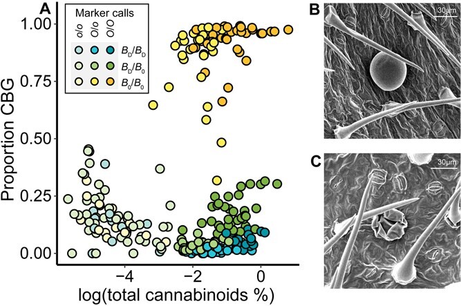 Variation in cannabinoid concentrations and trichome morphology in a segregating F2 population of C. sativa. (A) Visualization of foliar cannabinoid samples into three chemotypes when log(total cannabinoid %) is plotted against proportion CBG for 241 samples from plants grown in the field in NY. Colors indicate marker calls for the CH-OLS-V-1 and CH-USO31-IV-1 PACE assays. (B) Representative SEM image of a sessile glandular trichome from the abaxial surface of a cannabinoid-competent plant. (C) Representative SEM image of a collapsed sessile glandular trichome from the abaxial surface of a cannabinoid-free plant. In (B) and (C), bars indicate 30 μm.