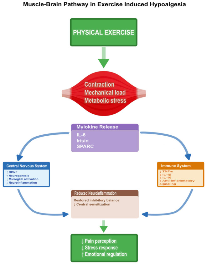 Muscle–brain pathway. Muscle–brain pathway underlying exercise-induced hypoalgesia and stress regulation. Physical exercise induces muscle contraction, mechanical load, and metabolic stress, leading to the release of myokines such as IL-6, irisin, and SPARC. These signals modulate central nervous system and immune responses, promoting anti-inflammatory signaling, reducing neuroinflammation, and restoring inhibitory balance, ultimately decreasing pain perception and stress while improving emotional regulation.